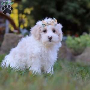 Willow, Maltipoo Puppy